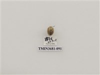 藏品(黃偽瓢螢金花蟲)的圖片